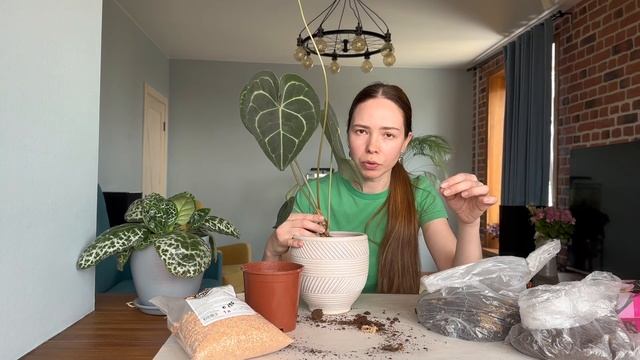 Пересадка Антуриума Кларинервиум
