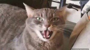 Как коты поют Спасибо