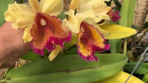 Cali Orchid - Cattleya dowiana var aurea