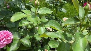 РОЗЫ. МЫ, КАК ЮЖНЫЕ РЕГИОНЫ МОЖЕМ УВИДЕТЬ ТРЕТЬЮ ВОЛНУ ЦВЕТЕНИЯ РОЗ.