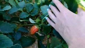 Клубника КИМБЕРЛИ кусты на второй год