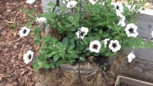 Flower containers in mid June