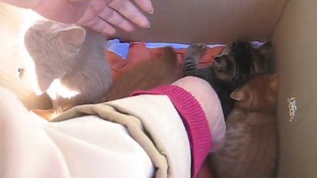 Разбираем котят смотреть онлайн