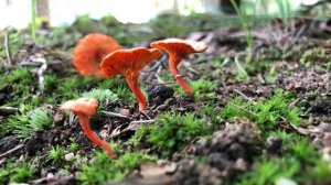 Mushrooms of Haddam Connecticut