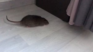 Прогулка крыс ?