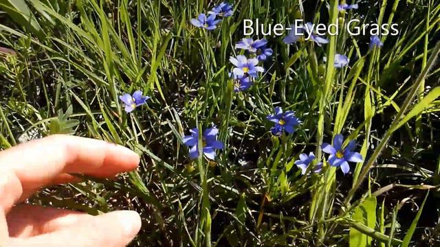 Moments with Meg: Texas Wild Flower Identification смотреть онлайн