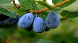 Жимолость съедобная. Лекарственные травы