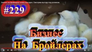 Бизнес на бройлерах очень выгодно. Смотрим выгоду под роликом.