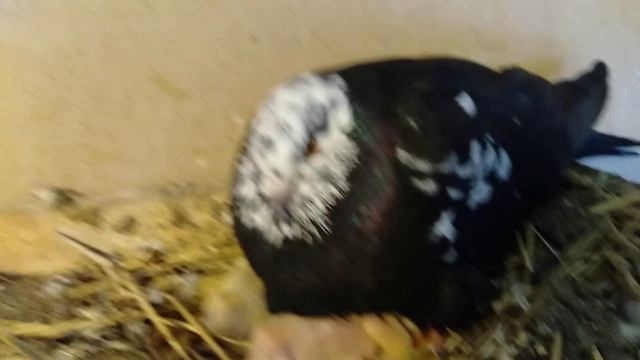 Димкино хозяйство.Голуби17 Свердловские.