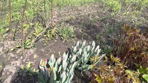 Тюльпан Milkshake (Мілкшейк) цвітіння у відкритому грунті