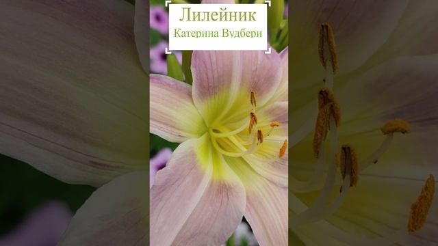Лилейник - Катерина Вудбери. (Hemerocallis 'Catherine Woodbery').