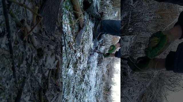 Ловля бобров петлями. смотреть онлайн