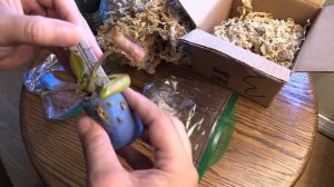 Nepenthes & Sundew Unboxing From Predatory Plants: Carnivorous Plant Haul, Pitcher Plants & Drosera