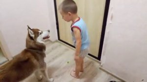 Хаски  встречает хозяина))