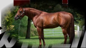 TARI WHIZIN --- The Stallion ---  FEB 2017