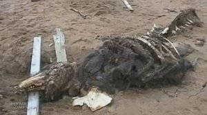 SCP 682 Неуязвимая рептилия