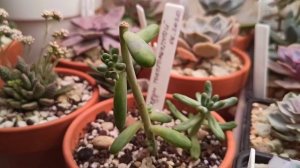 Седум толстолистный (sedum pachyphyllum) через месяц после обрезки