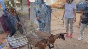 Козы и овцы из Австрии в Россию