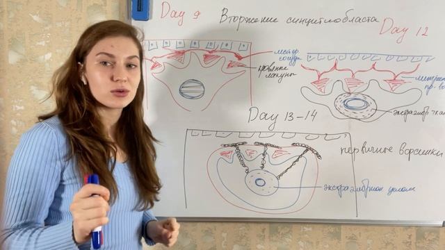 Развитие плаценты, 1 часть?