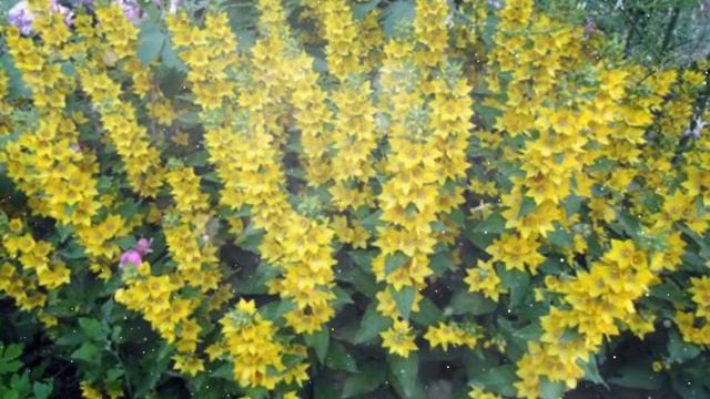 Вербейник – Выращивание и уход смотреть онлайн