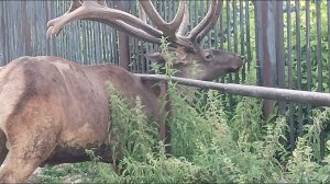 ANIMAL ❄️ ,WORLD, МИР, ЖИВОТНЫХ  ОЛЕНЬ