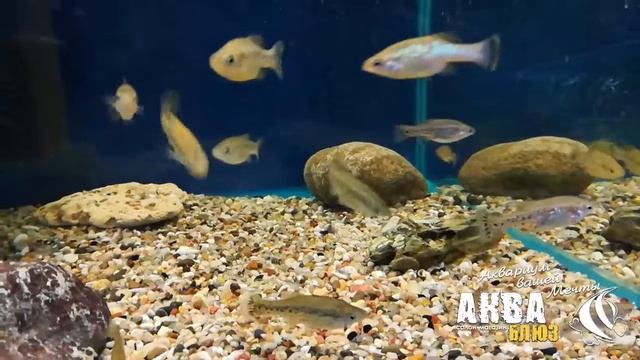 БЛИСТАТЕЛЬНАЯ РЫБКА - Амека глянцевая | AMECA SPLENDENS смотреть онлайн