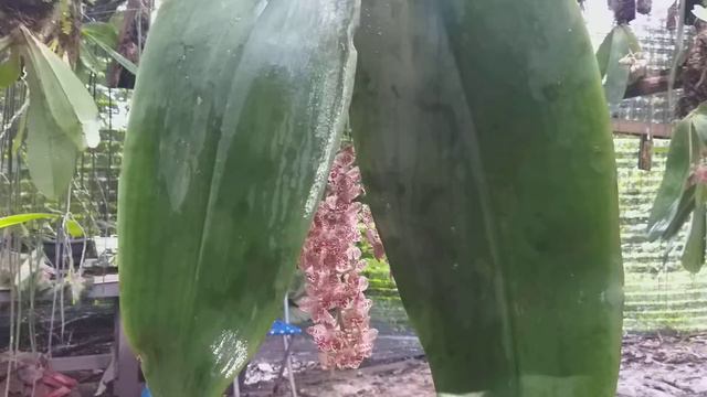 Pahalanopsis Gigantea Jungle смотреть онлайн