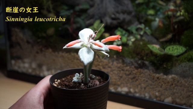 [小動物のような塊根植物！]　断崖の女王 Sinningia leucotricha