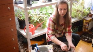 Когда сеять землянику на рассаду, как сеять землянику