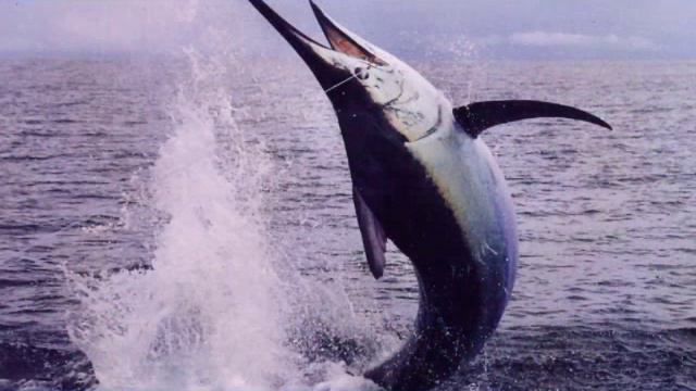 Рыба МЕЧ смотреть онлайн