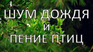 ☔️ Шум дождя и пение птиц для души и восстановления нервной системы ?. Звук дождя для сна ☔️