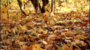 Осень в р.п.Новые Бурасы Саратовской области.mp4