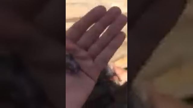Мышиное гнездо.