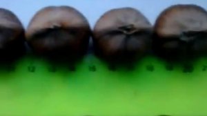 Сорт Черкесский-2-опылитель фундука Трапезунд.Размеры и выход ядра.