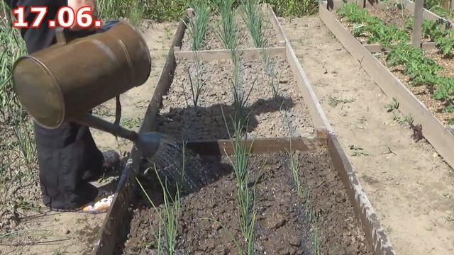 Профилактика от луковой мухи. Уход за луком (рассада из семян и севок), мульчирование с секретом смотреть онлайн