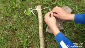 Как сделать ловушку для птиц