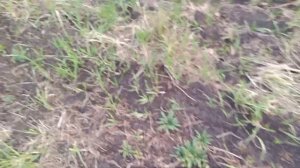 Всходы Синяка и Козлятника через год после посадки.