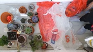 Как пересадить суккуленты? Лучшие цветы для твоего балкона