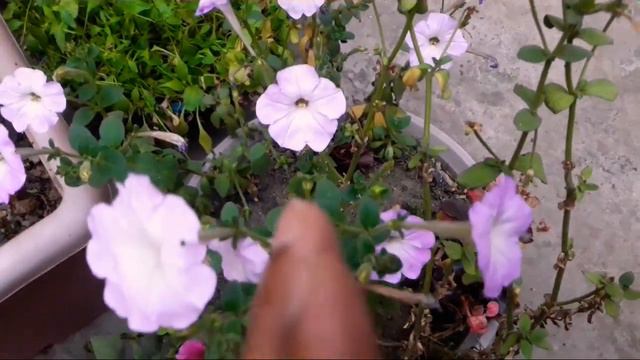736Summer Petunia Grow n Care Tough Heavy Flowering Plant