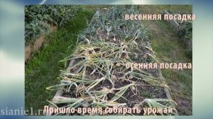 Когда садить лук -весной или осенью