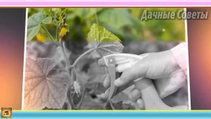 Что делать, если желтеют листья огурцов. Домашняя аптечка садовода и огородника
