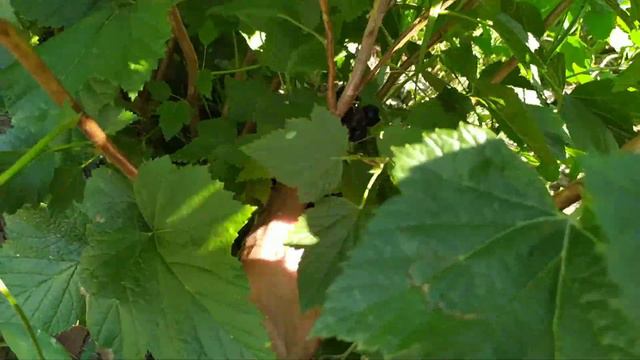 Сорт чорної смородини Оріана. смотреть онлайн