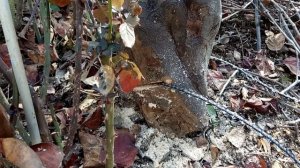 На что способна самодельная пила из цепи. Испытания