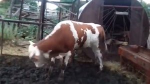 корова танцует