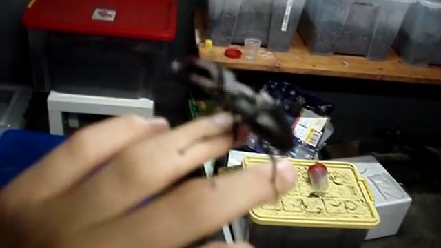 !FLYING! Stag Beetle - Fliegender Hirschkäfer! (Lucanus cervus cervus) смотреть онлайн