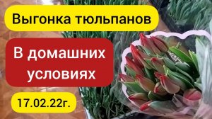 ⚫Выгонка тюльпанов в домашних условиях / Обзор на 17.02.22г.