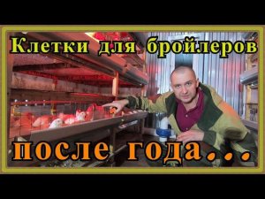 Клетка для бройлеров после года эксплуатации