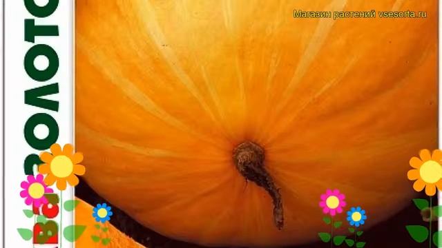 Тыква Золотой Барон. Краткий обзор, описание характеристик cucurbita pepo Zolotoj Baron смотреть онлайн