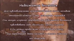 МОГУТ ЛИ КОШКИ ОБИЖАТЬСЯ? Что чувствуют кошки к хозяину? CAN CATS BE OFFENDED?