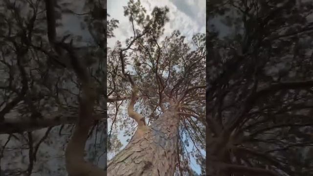 ГРЕМЯЧАЯ ГРИВА